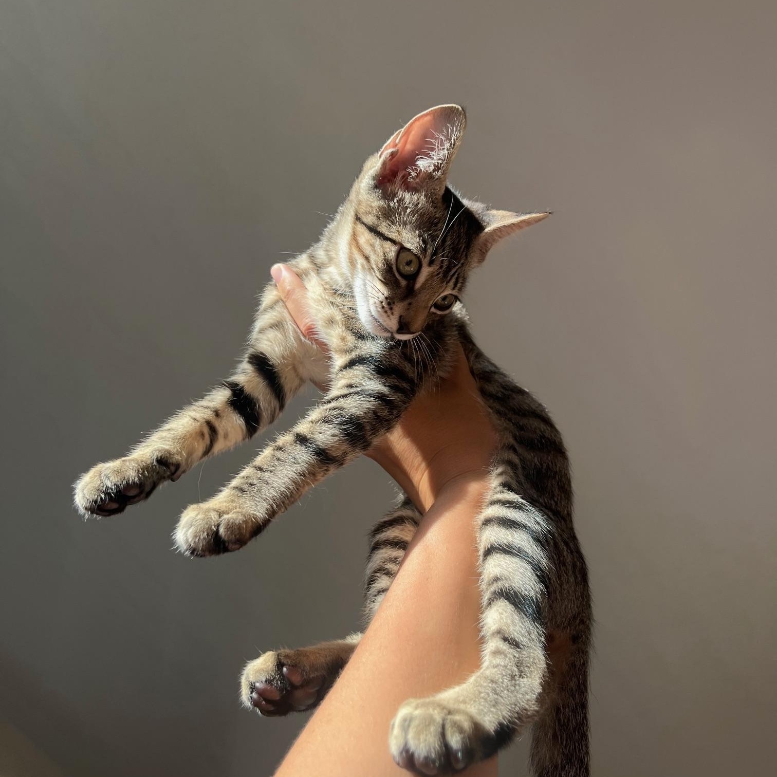 Bruno, a Adoptable Domestic Short Hair in Honolulu, HI image 4/6