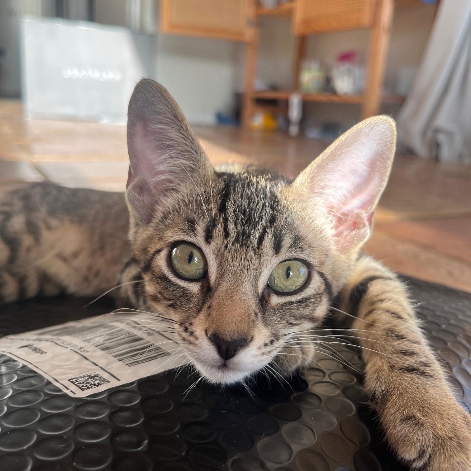 Bruno, a Adoptable Domestic Short Hair in Honolulu, HI image 2/6