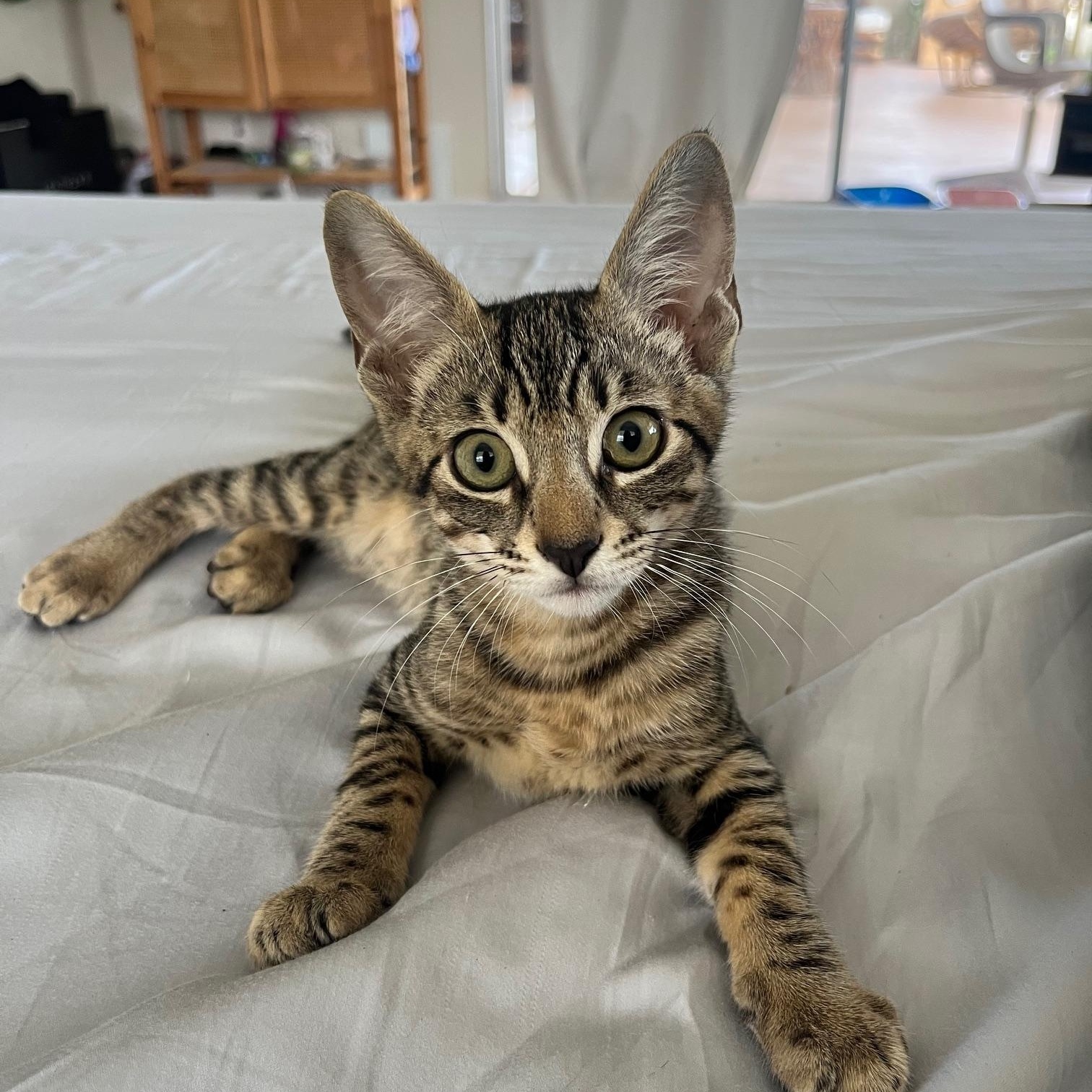 Bruno, Adoptable, Kitten Male Domestic Short Hair.