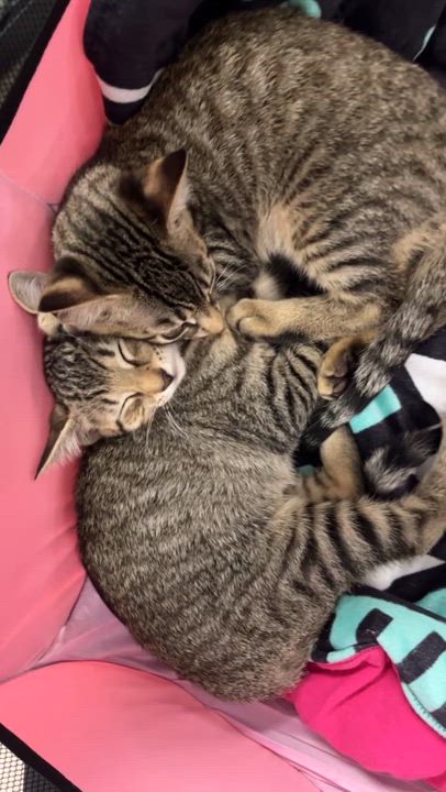 Enlarge Bruno, a Adoptable Domestic Short Hair in Honolulu, HI video 6/6