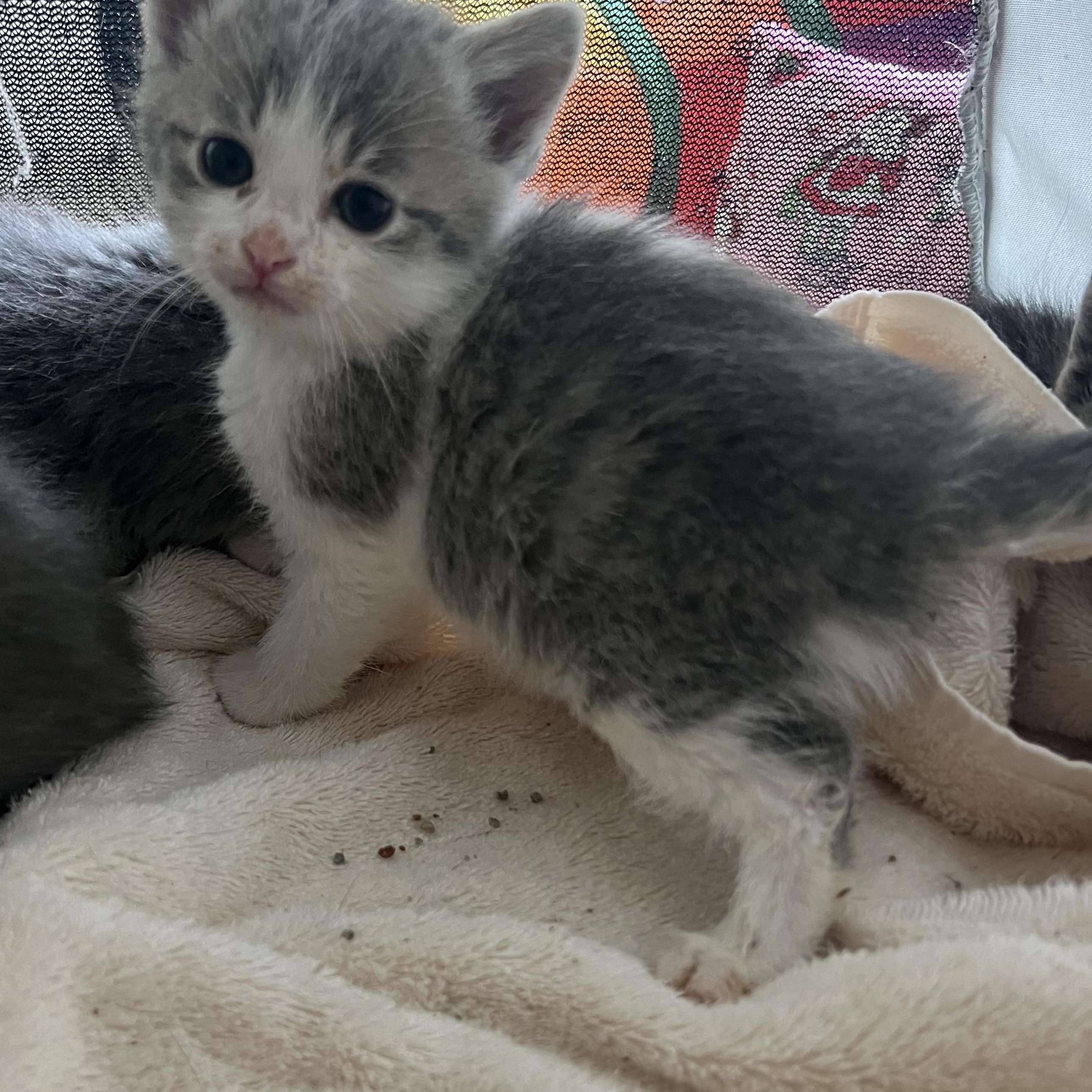 Enlarge Tuffy, a Adoptable Domestic Short Hair in Long Beach, CA image 1/1