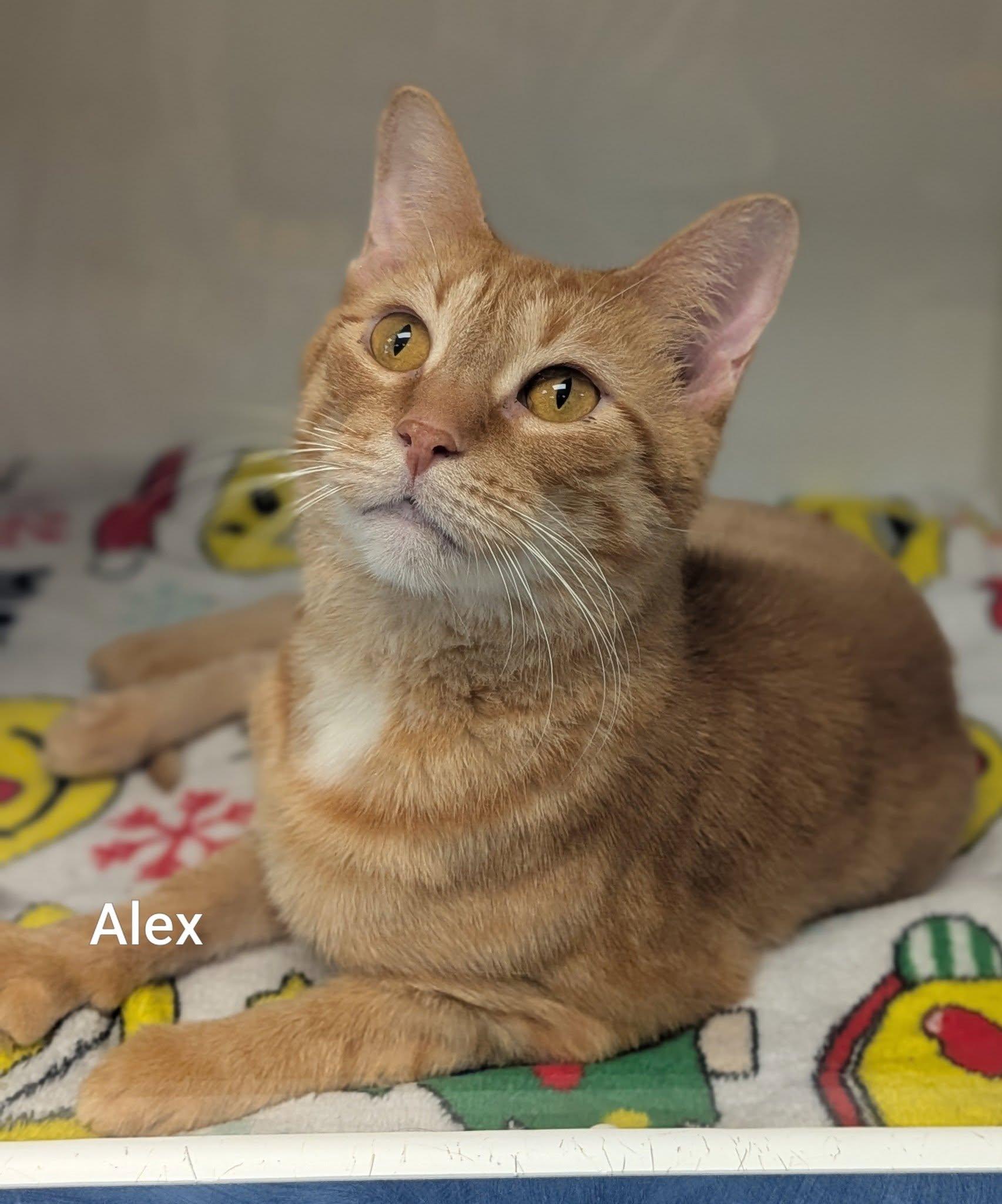 Alex, Adoptable, Adult Male Domestic Short Hair.