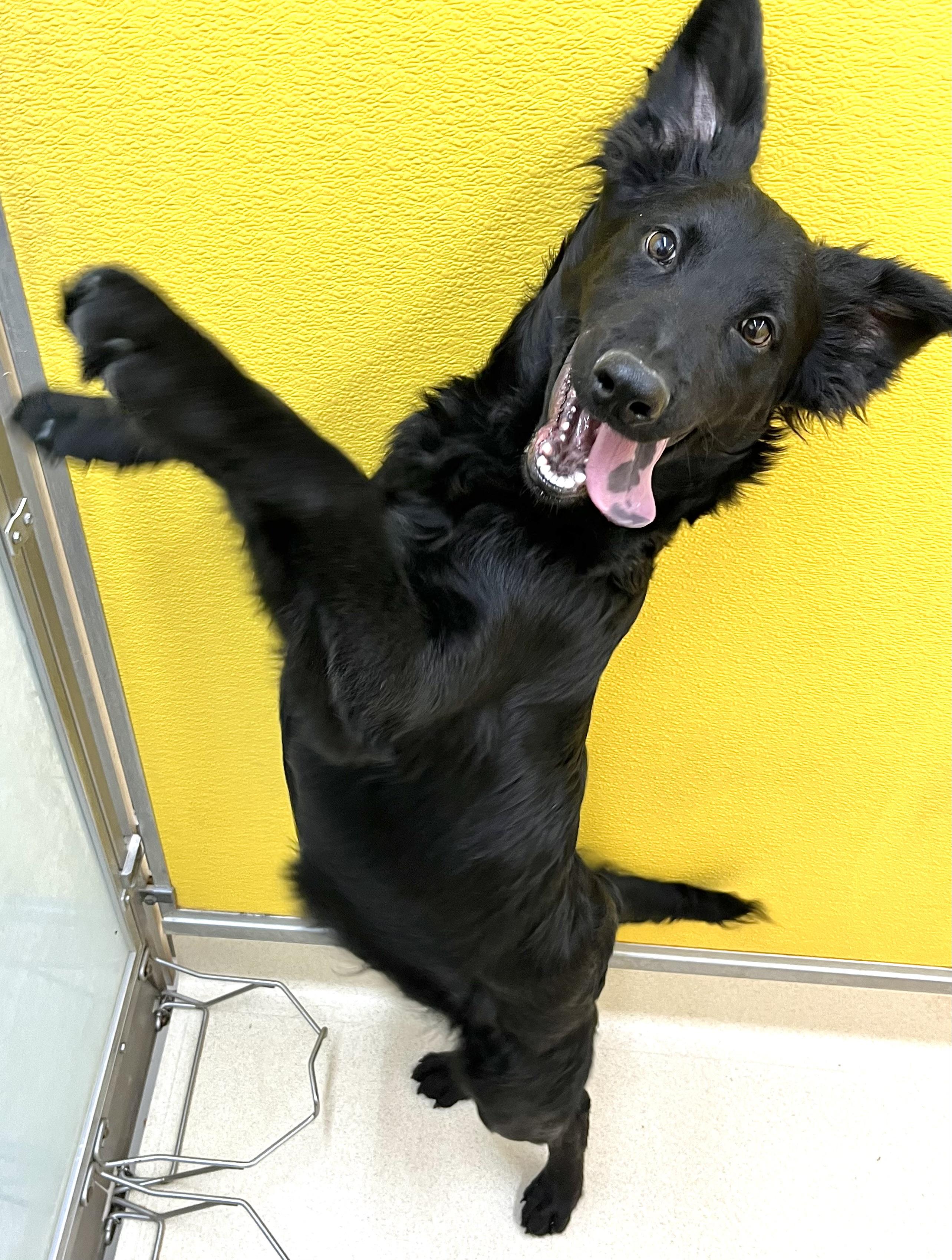 Enlarge Zorro, an adopted mixed breed in San Luis, CO image 4/4