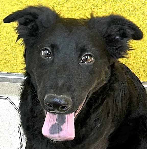 Enlarge Zorro, an adopted mixed breed in San Luis, CO image 1/4