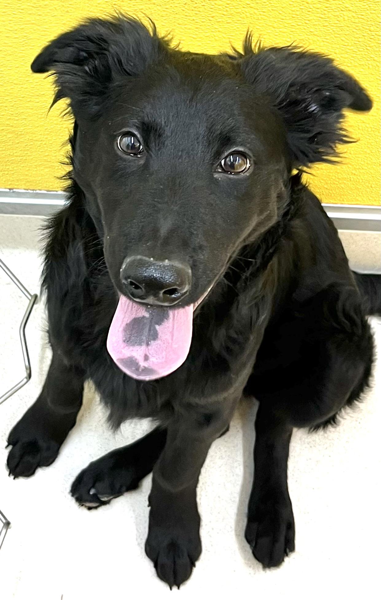 Enlarge Zorro, an adopted mixed breed in San Luis, CO image 3/4