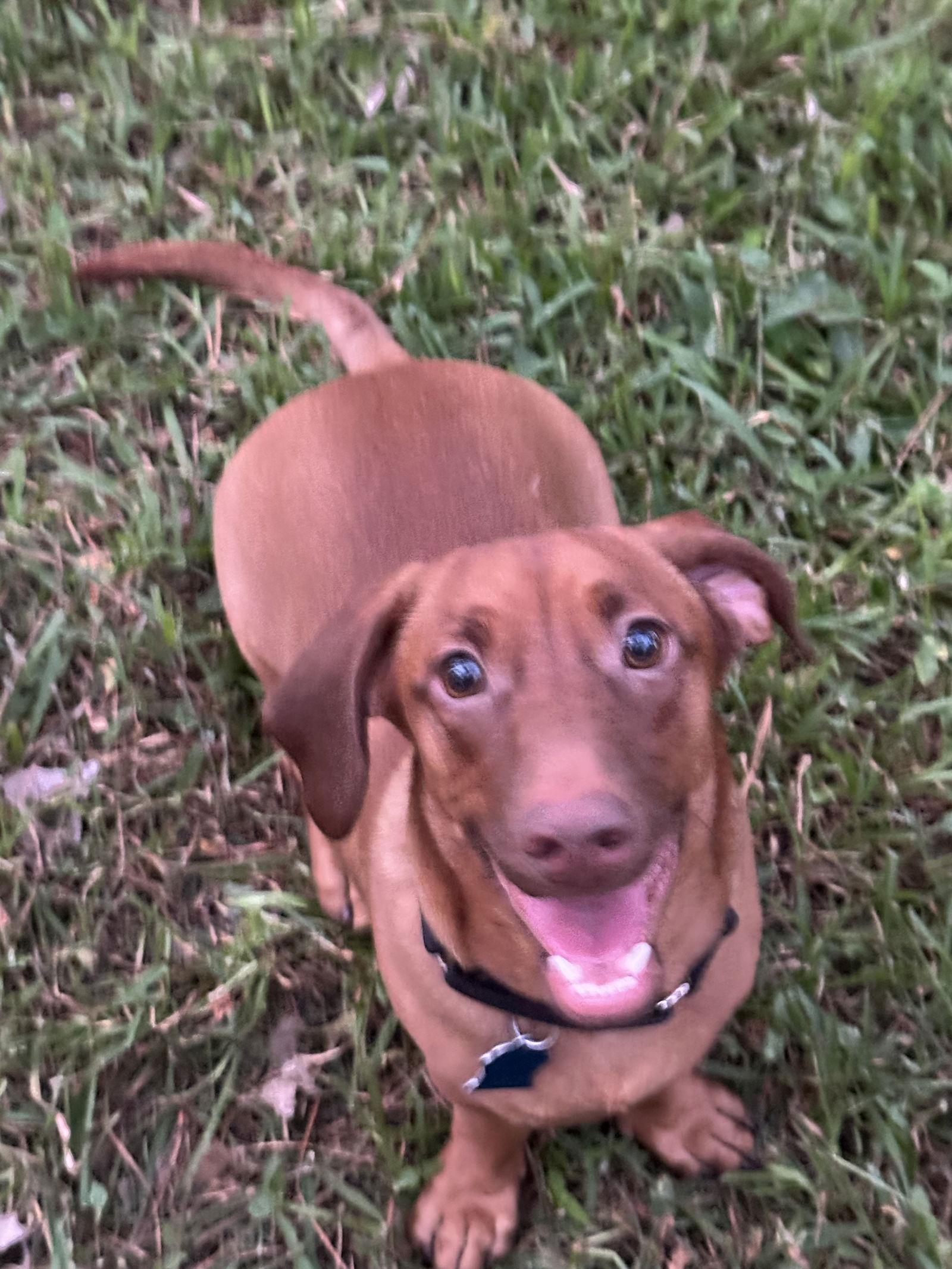 Enlarge Panzer, a Adoptable Dachshund in Pearland, TX image 1/3
