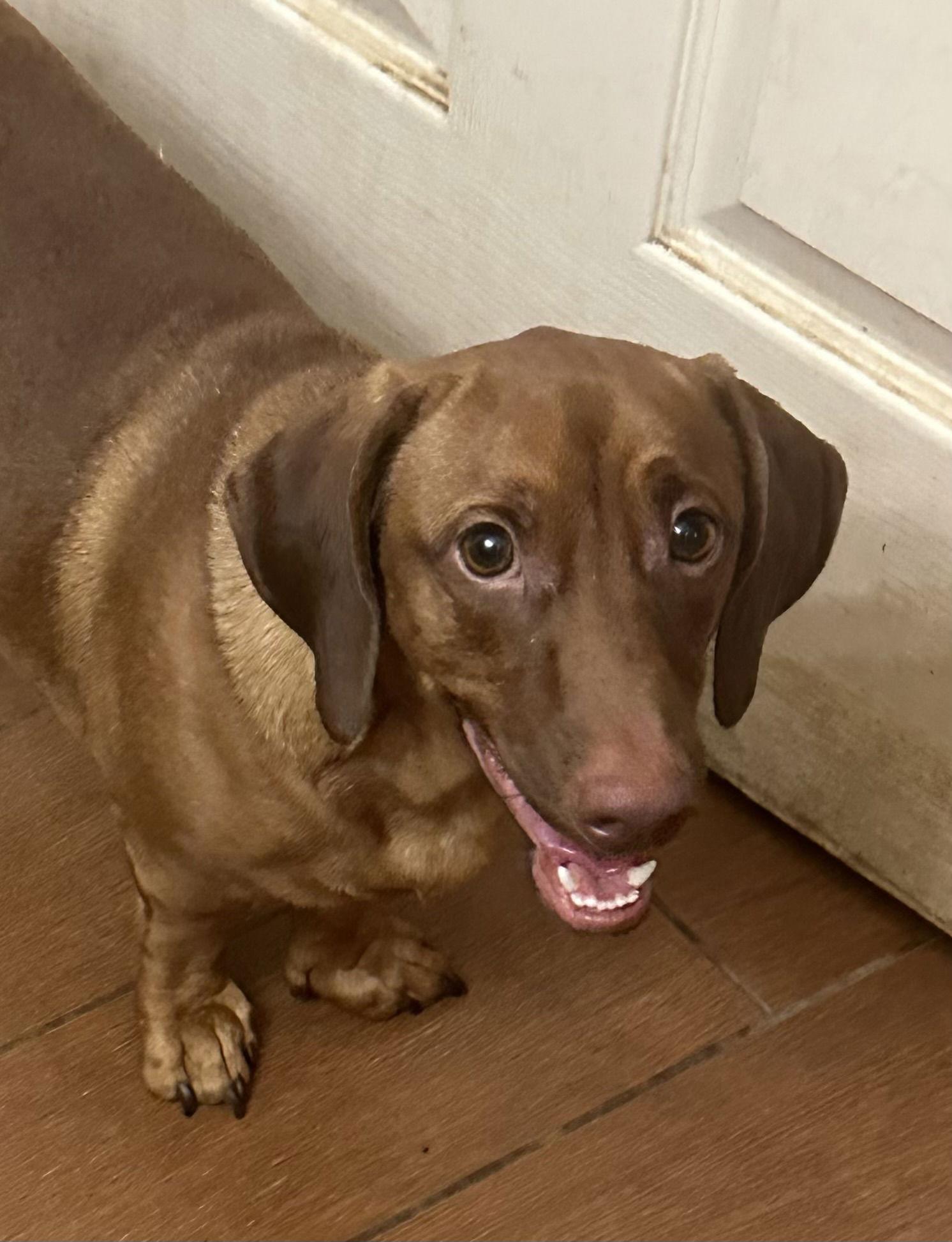 Enlarge Panzer, a Adoptable Dachshund in Pearland, TX image 2/3
