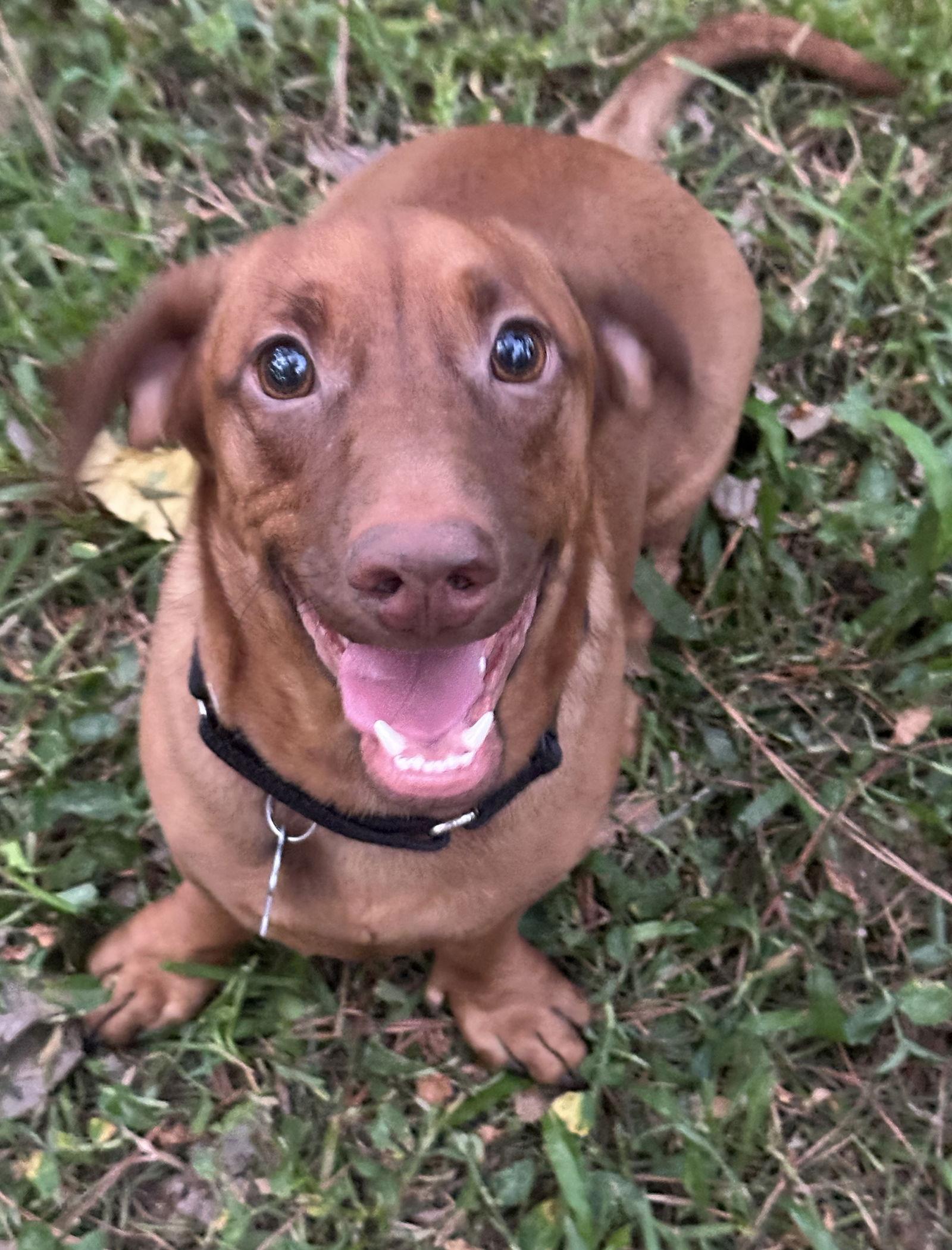 Enlarge Panzer, a Adoptable Dachshund in Pearland, TX image 3/3