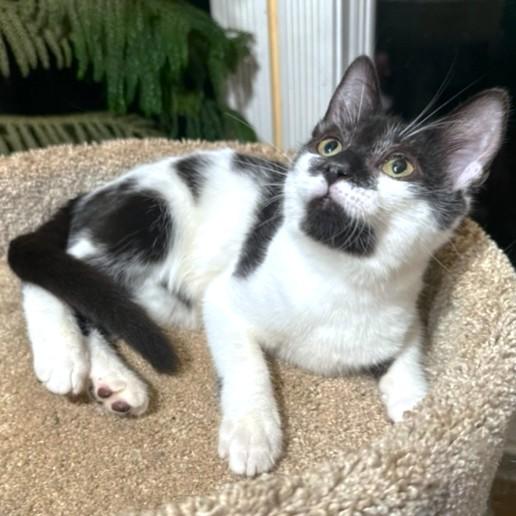 KAHLUA - SIP OF SWEETNESS!, an adoptable Turkish Van, Siberian in Danbury, CT, 06811 | Photo Image 3