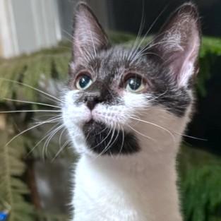 KAHLUA - SIP OF SWEETNESS!, an adoptable Turkish Van, Siberian in Danbury, CT, 06811 | Photo Image 4