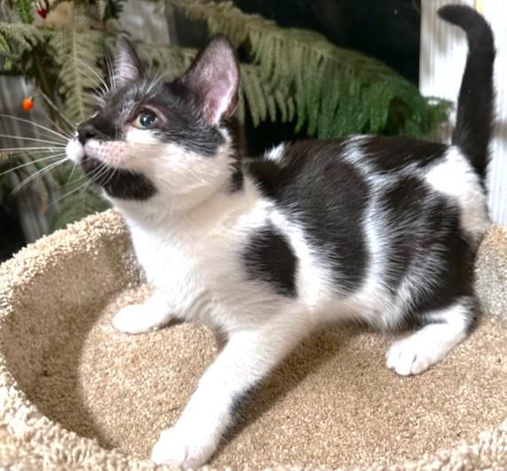 KAHLUA - SIP OF SWEETNESS!, an adoptable Turkish Van, Siberian in Danbury, CT, 06811 | Photo Image 5