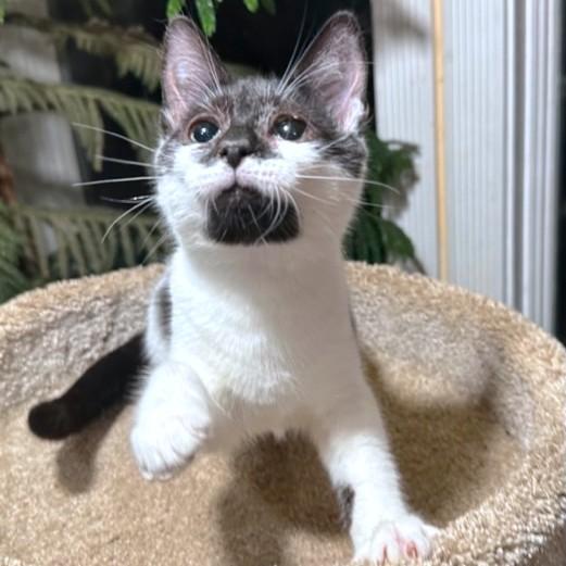 KAHLUA - SIP OF SWEETNESS!, an adoptable Turkish Van, Siberian in Danbury, CT, 06811 | Photo Image 6