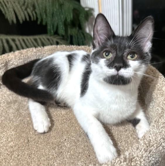 KAHLUA - SIP OF SWEETNESS!, an adoptable Turkish Van, Siberian in Danbury, CT, 06811 | Photo Image 2