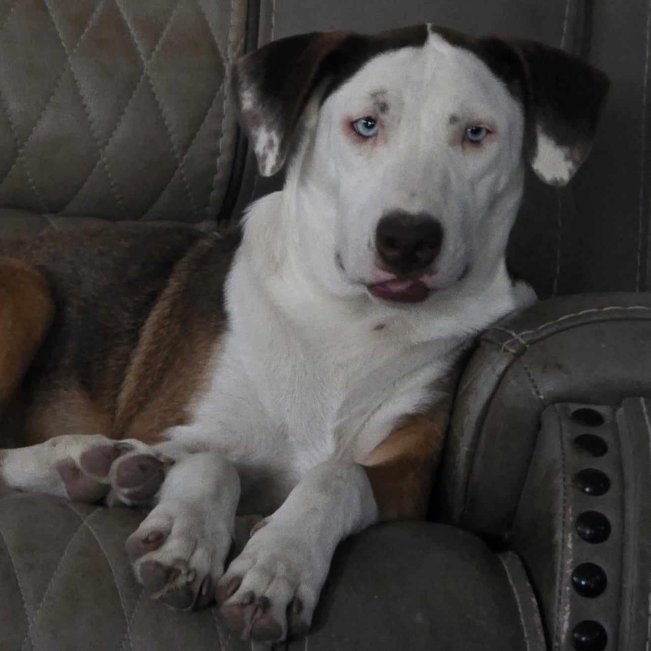 Heath & Toffee (Bonded) — thumbnail 2