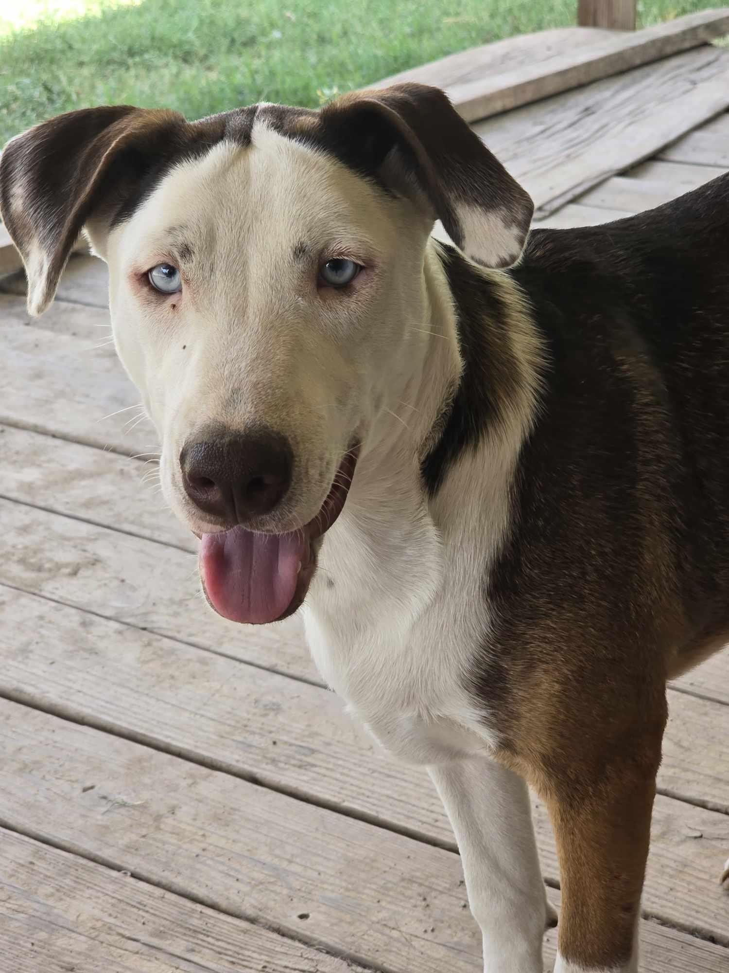 Heath & Toffee (Bonded) — thumbnail 4