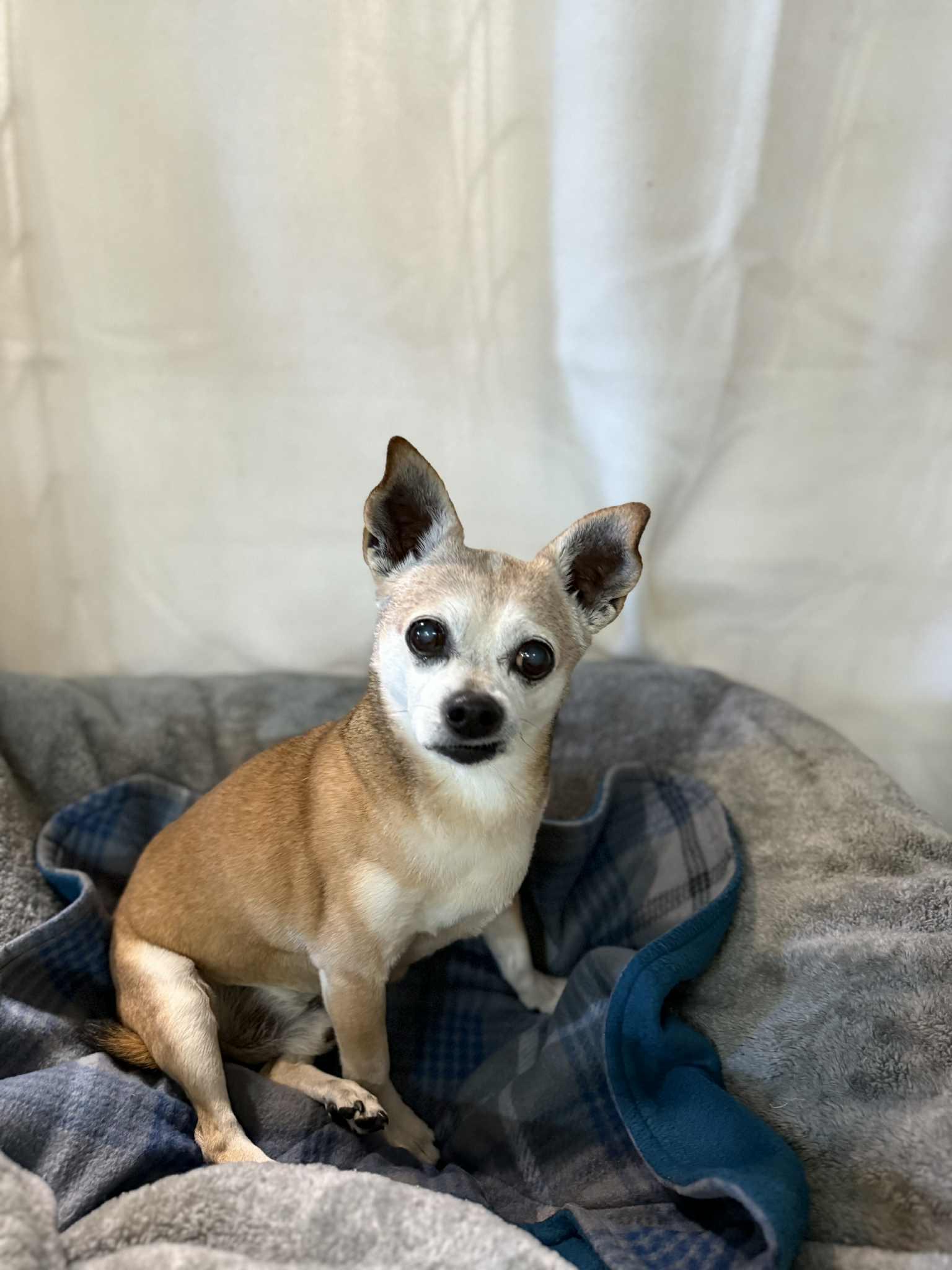 ELWOOD, ADOPTABLE, Senior Male Chihuahua.