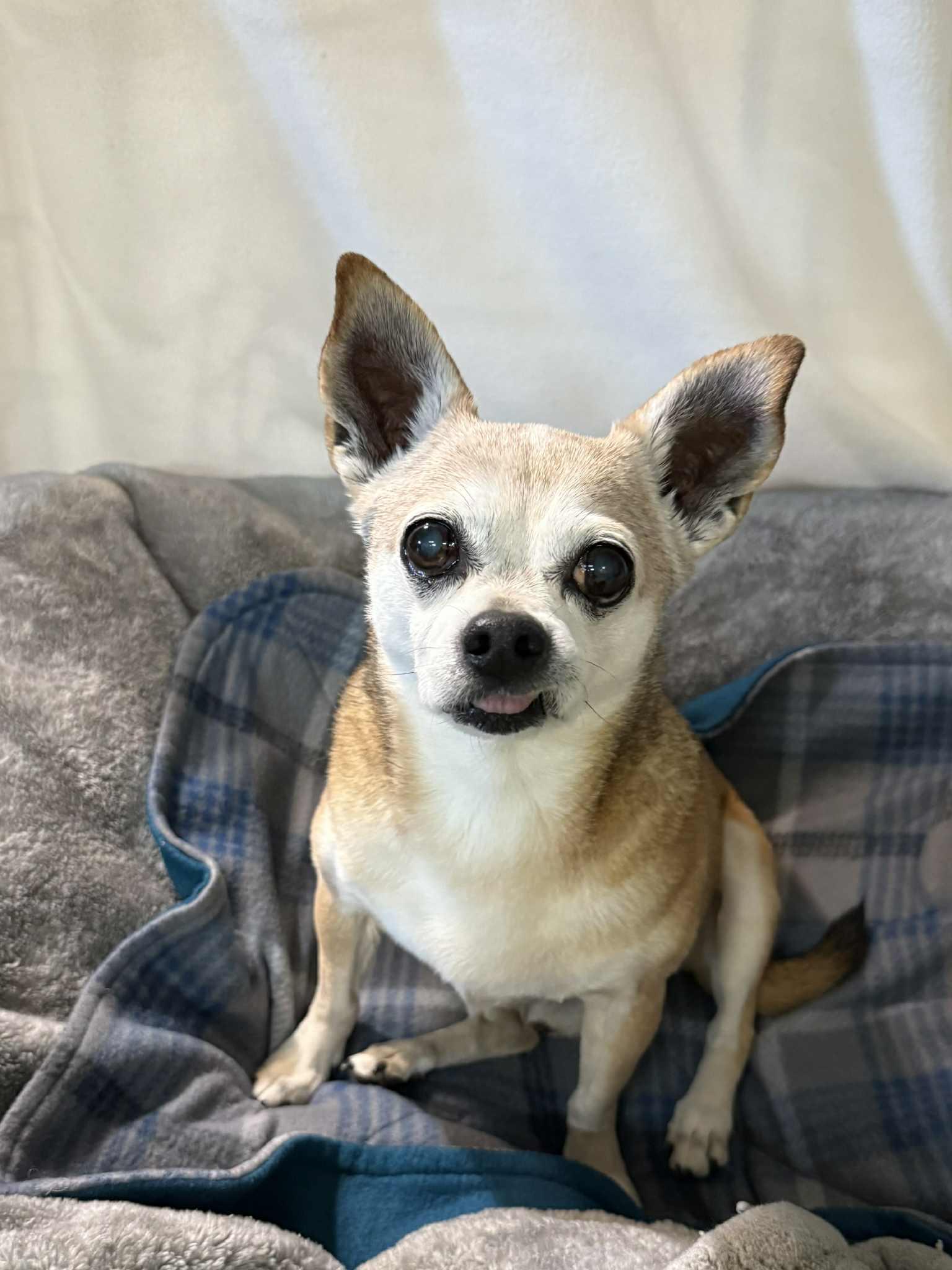 Enlarge ELWOOD, a ADOPTABLE Chihuahua in Port Clinton, OH image 2/3