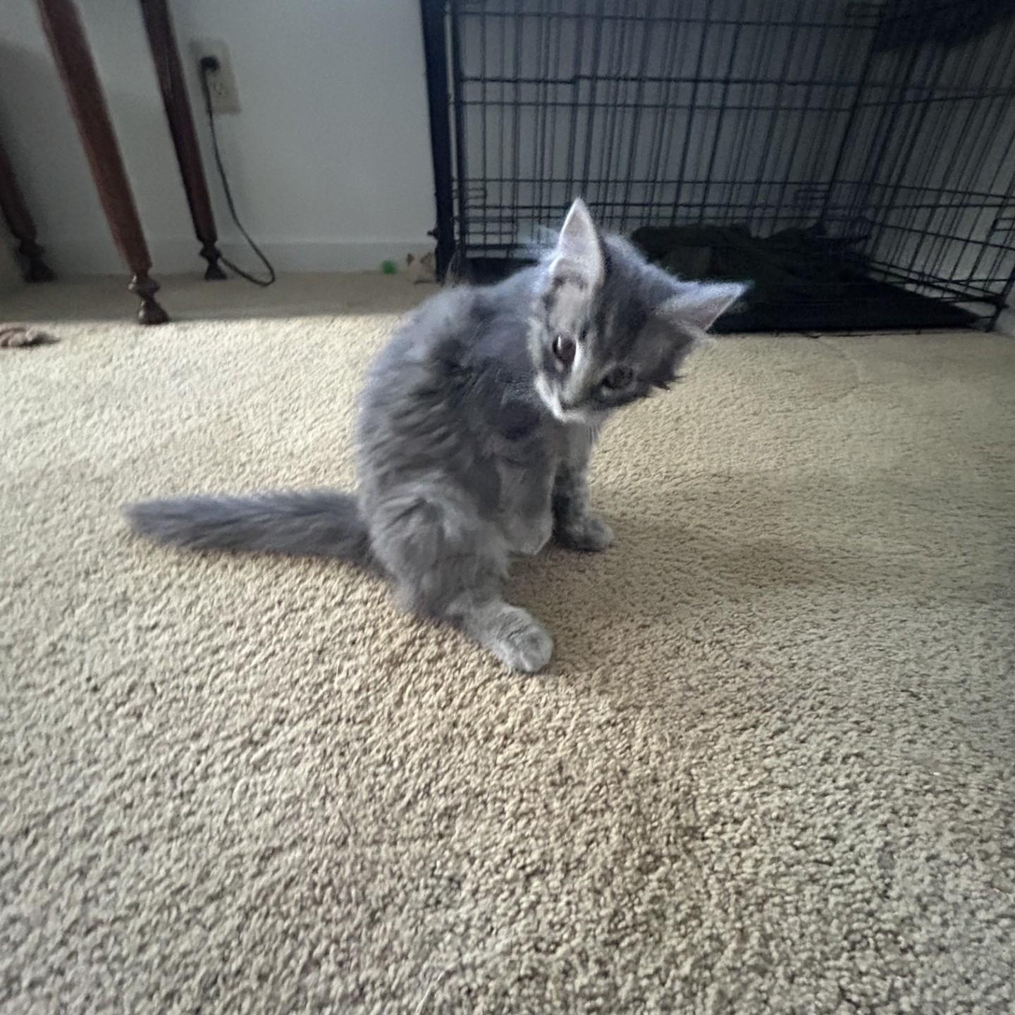 Enlarge Petra, an adopted Domestic Medium Hair in Springdale, AR image 5/5