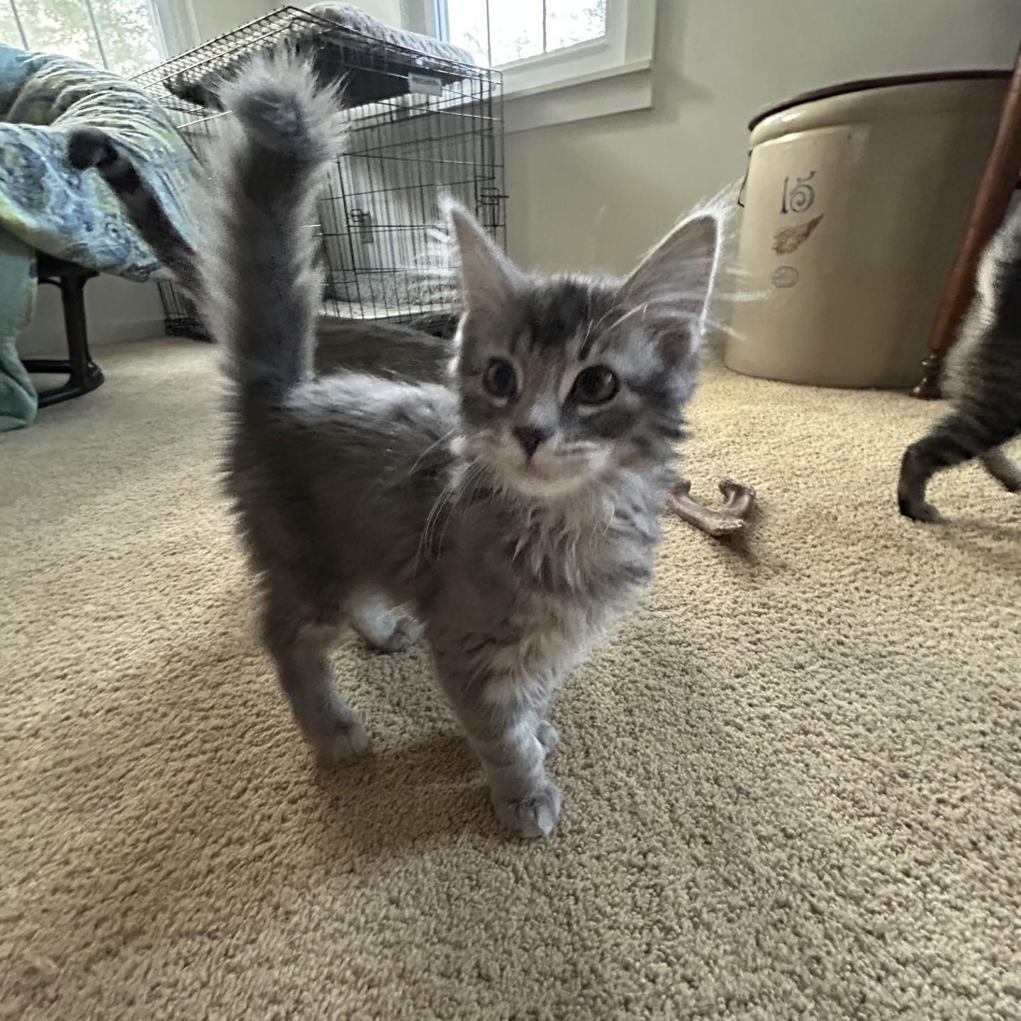 Petra, adopted, Kitten Female Domestic Medium Hair.