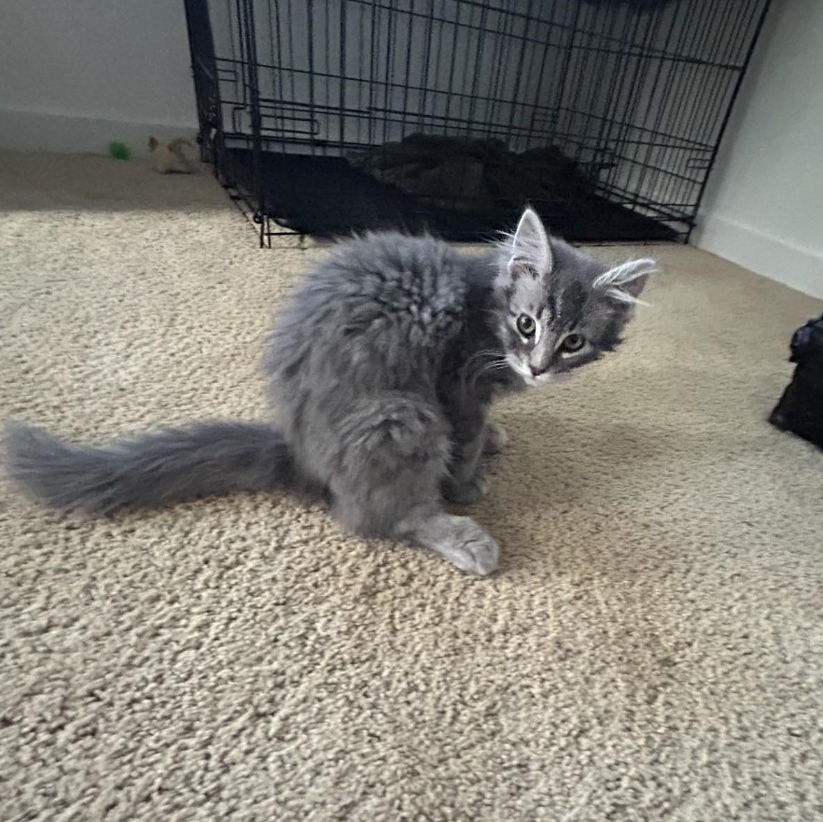 Enlarge Petra, an adopted Domestic Medium Hair in Springdale, AR image 2/5