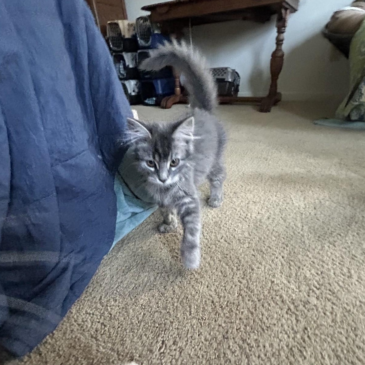 Enlarge Petra, an adopted Domestic Medium Hair in Springdale, AR image 4/5
