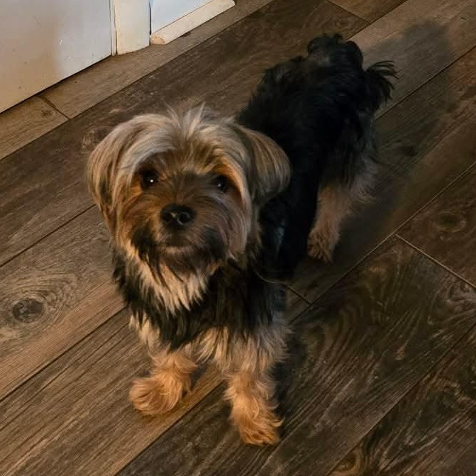 Brooklyn, a ADOPTABLE Yorkshire Terrier in Rochester, NY image 2/6