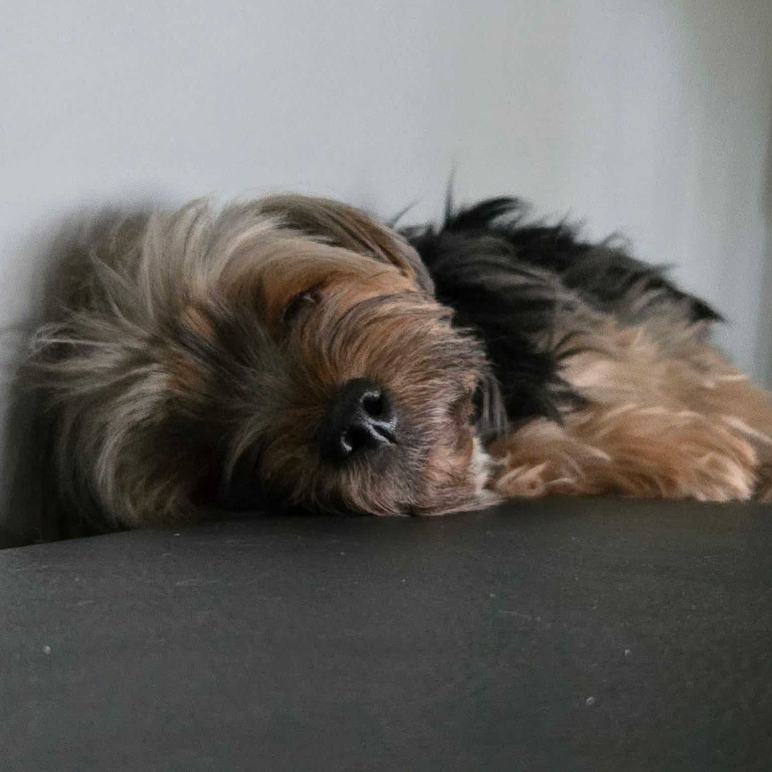 Brooklyn, a ADOPTABLE Yorkshire Terrier in Rochester, NY image 5/6