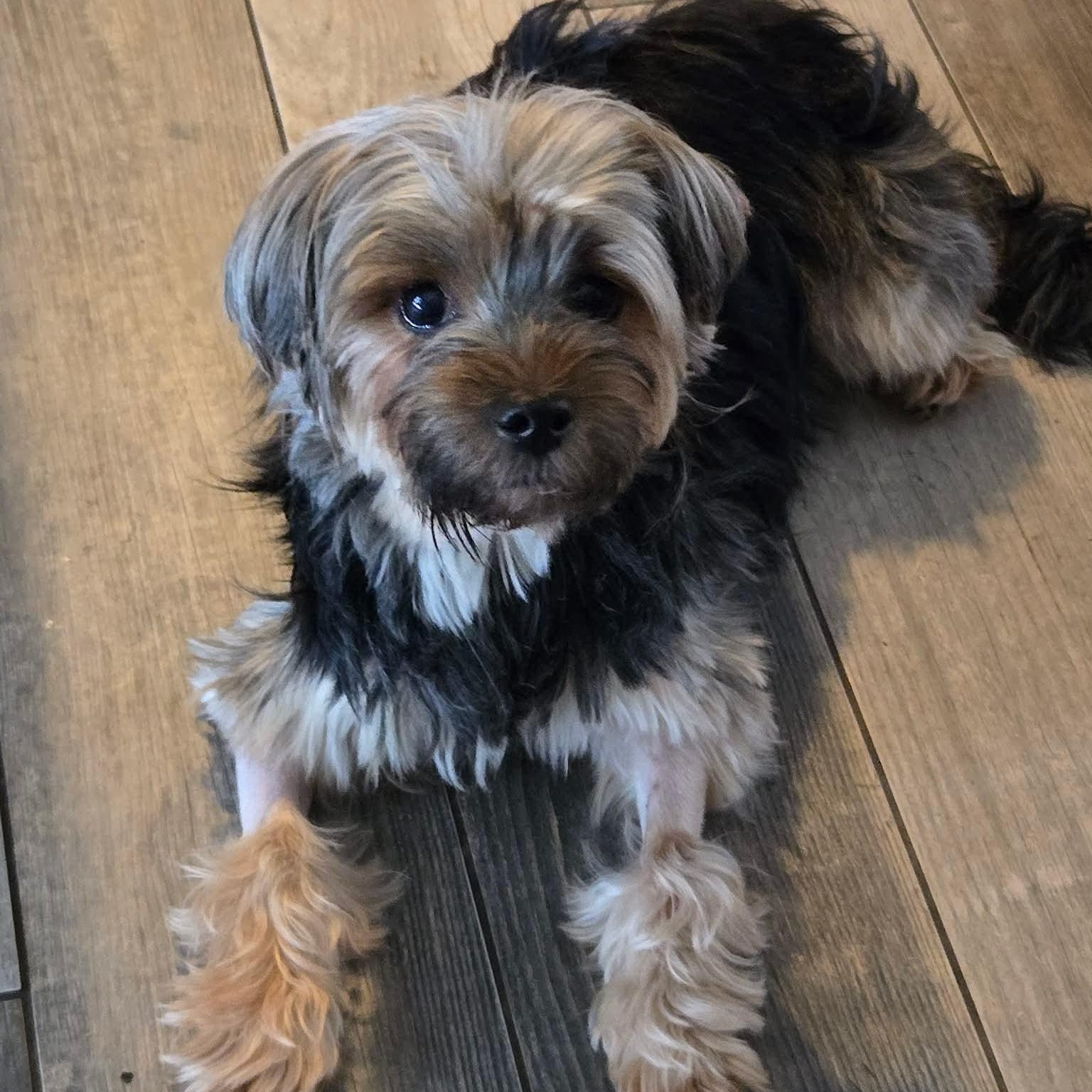 Brooklyn, ADOPTABLE, Adult Female Yorkshire Terrier.