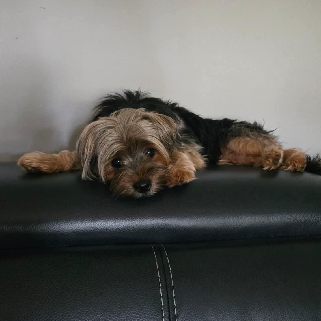 Brooklyn, a ADOPTABLE Yorkshire Terrier in Rochester, NY image 4/6