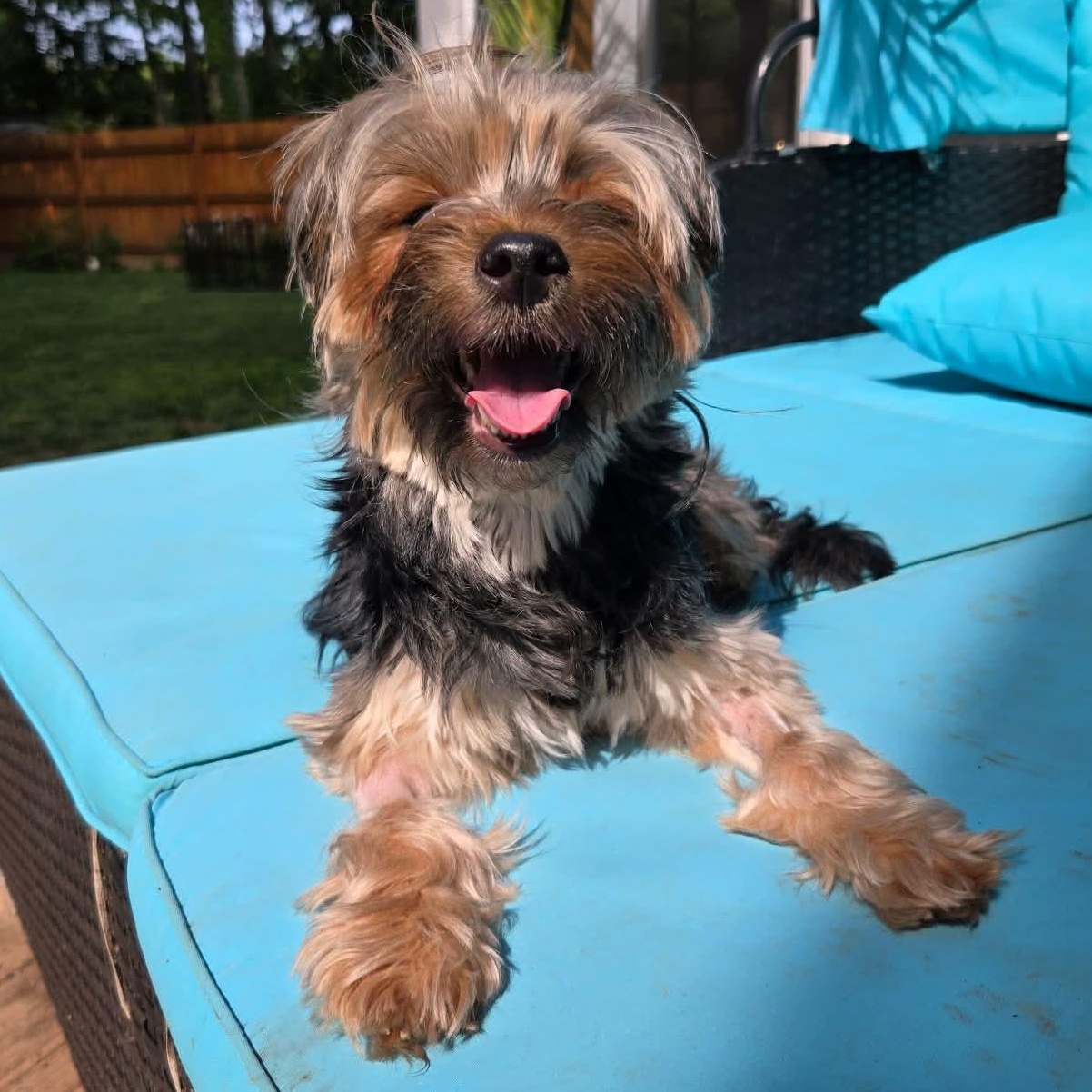 Brooklyn, a ADOPTABLE Yorkshire Terrier in Rochester, NY image 3/6