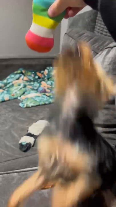Enlarge Brooklyn, a ADOPTABLE Yorkshire Terrier in Rochester, NY video 6/6