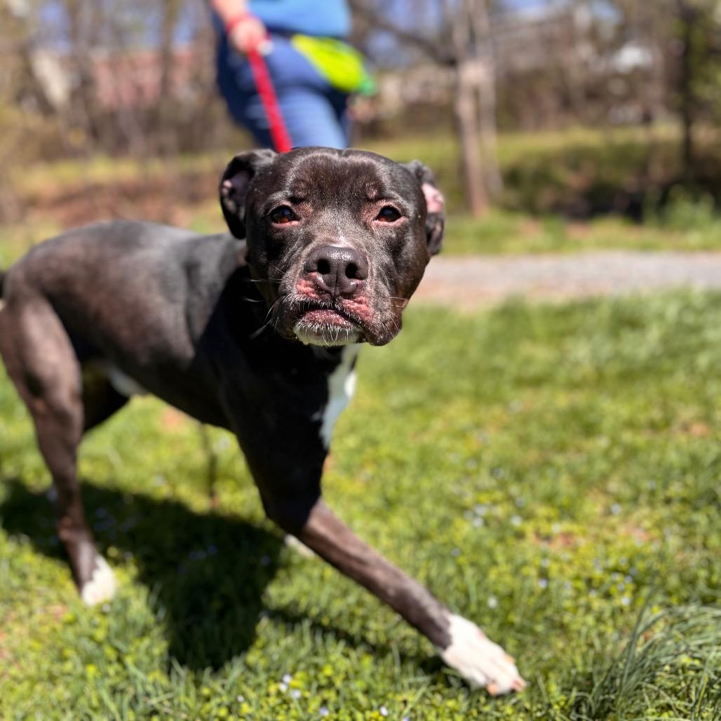 Mr. Plum, a Adoptable mixed breed in York, PA image 1/6