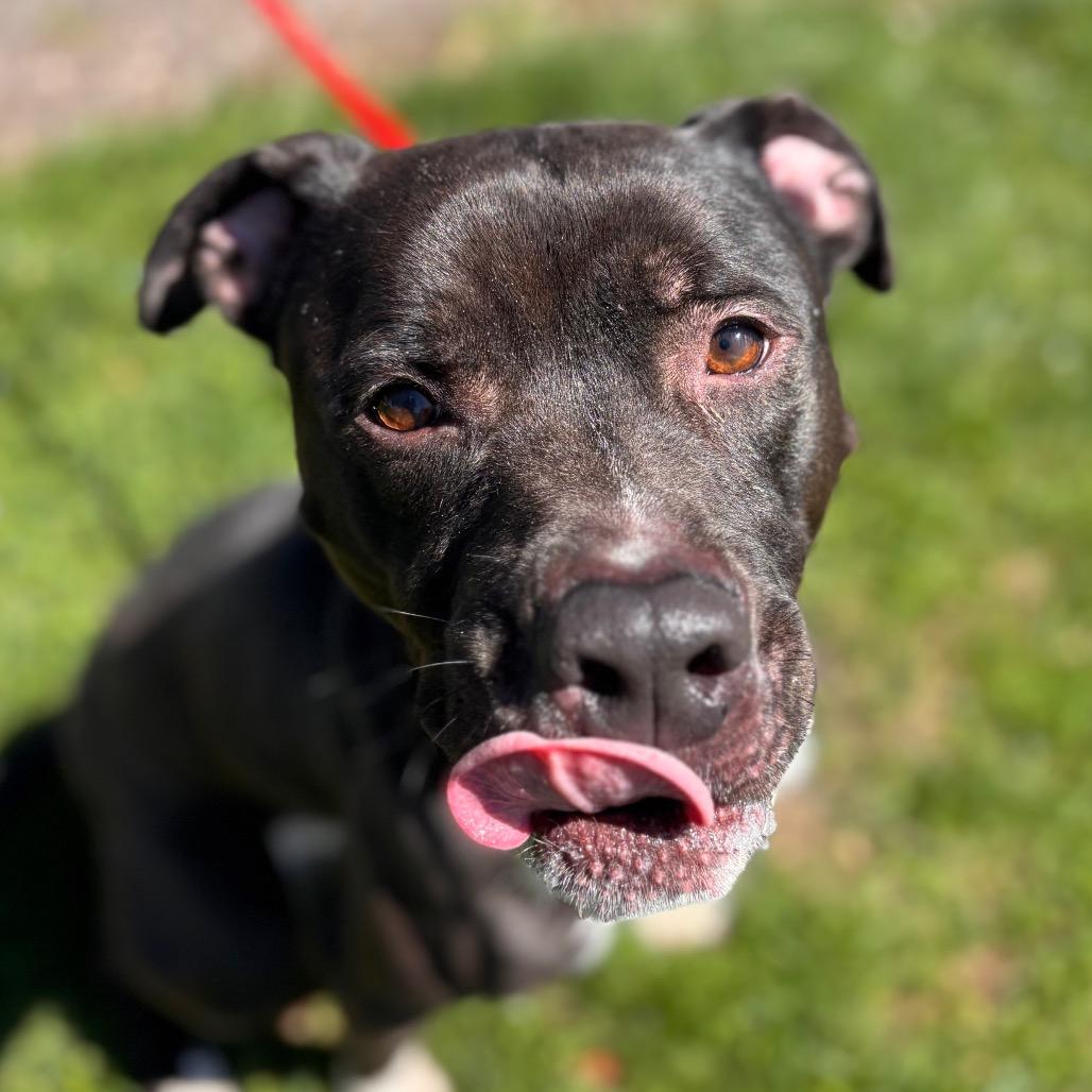 Mr. Plum, a Adoptable mixed breed in York, PA image 2/6