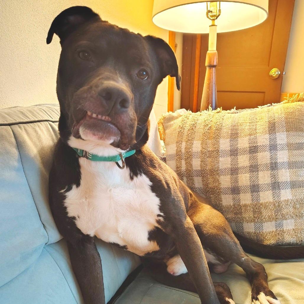 Mr. Plum, a Adoptable mixed breed in York, PA image 3/6