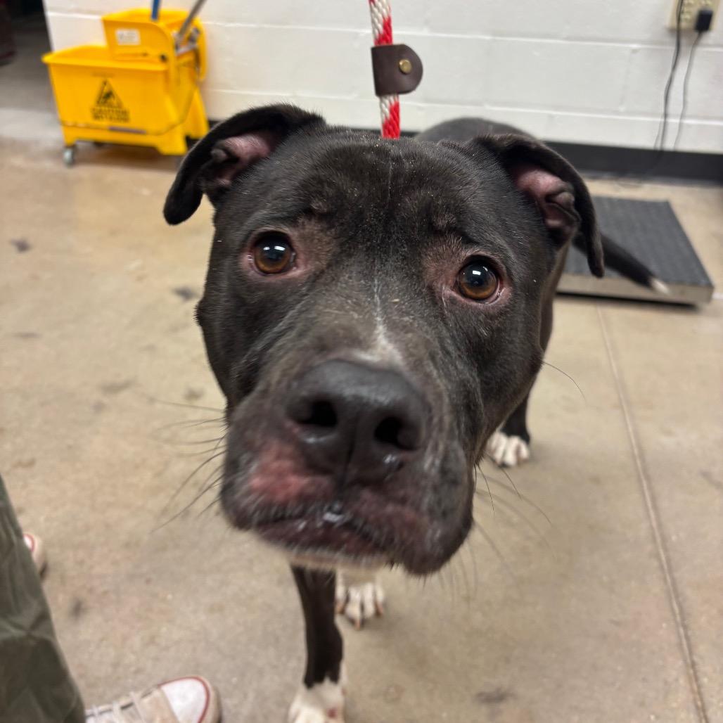Mr. Plum, a Adoptable mixed breed in York, PA image 4/6