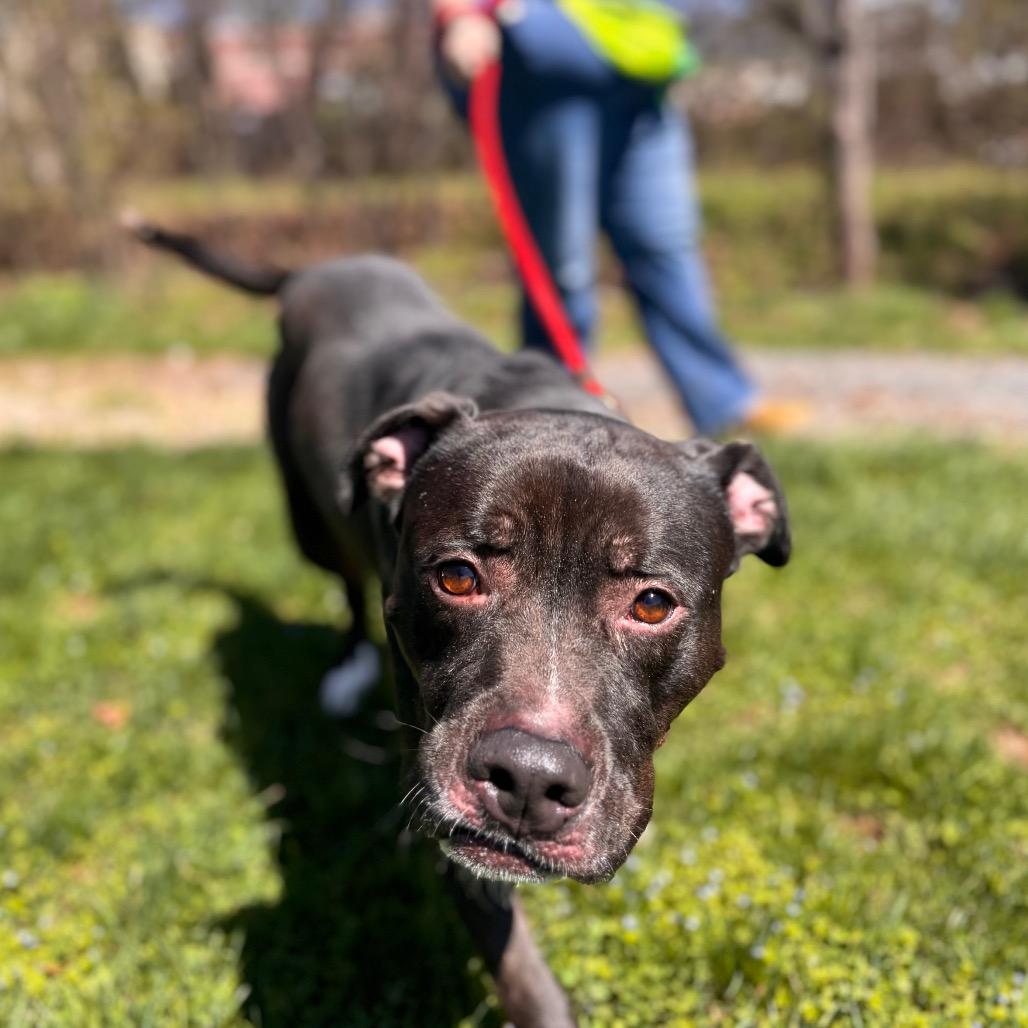 Mr. Plum, a Adoptable mixed breed in York, PA image 6/6