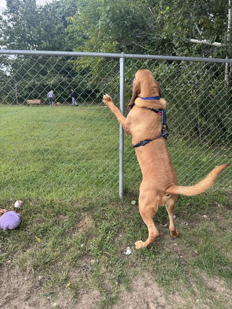 Bumper, a Adoptable mixed breed in Kalamazoo, MI image 1/6