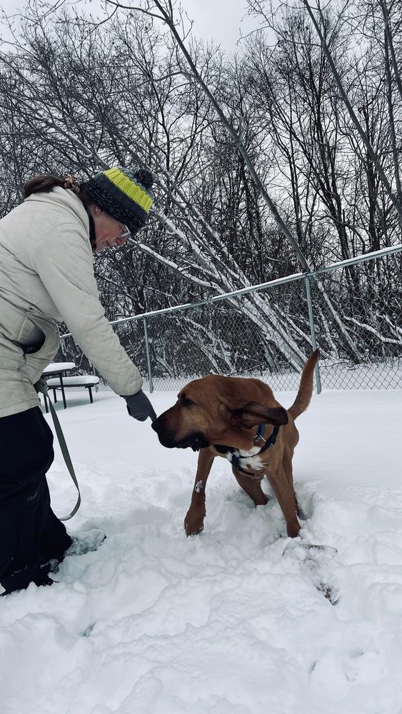Bumper, Adoptable, Adult Male Bloodhound.