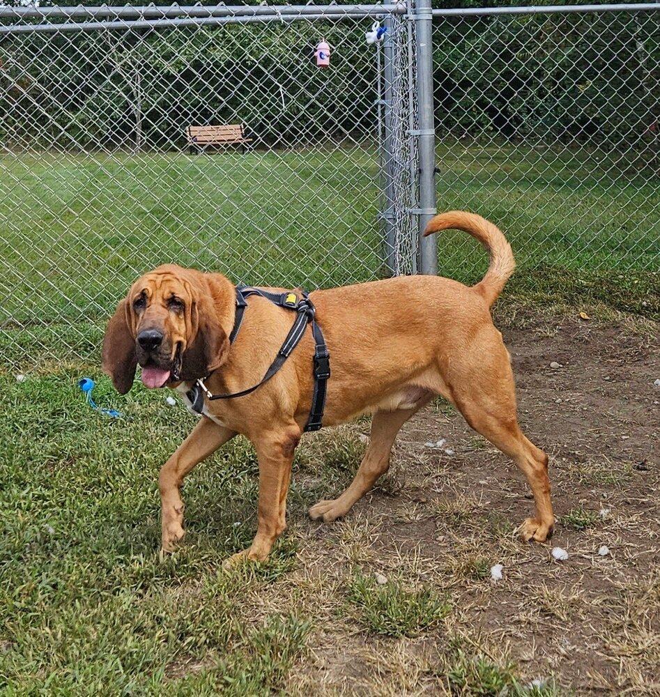 Bumper, a Adoptable mixed breed in Kalamazoo, MI image 2/6