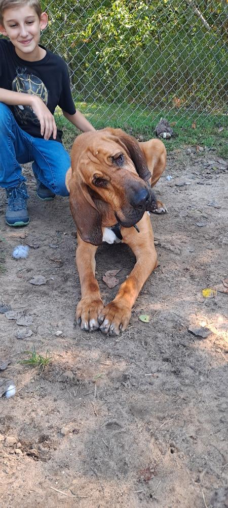 Enlarge Bumper, a Adoptable mixed breed in Kalamazoo, MI image 3/6