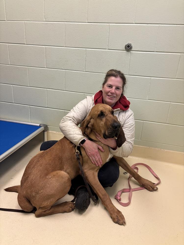 Enlarge Bumper, a Adoptable mixed breed in Kalamazoo, MI image 4/6