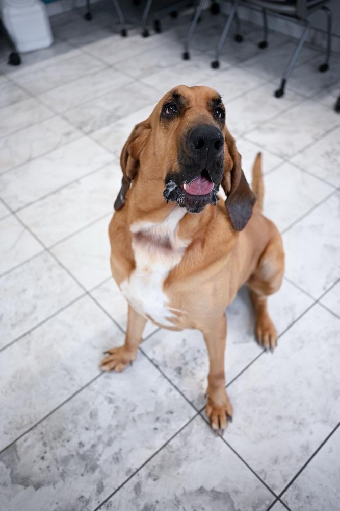 Bumper, a Adoptable mixed breed in Kalamazoo, MI image 4/6