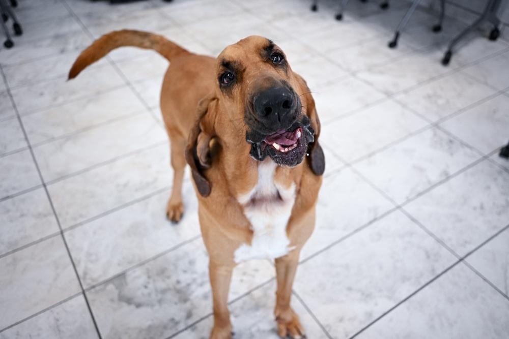 Bumper, a Adoptable mixed breed in Kalamazoo, MI image 5/6