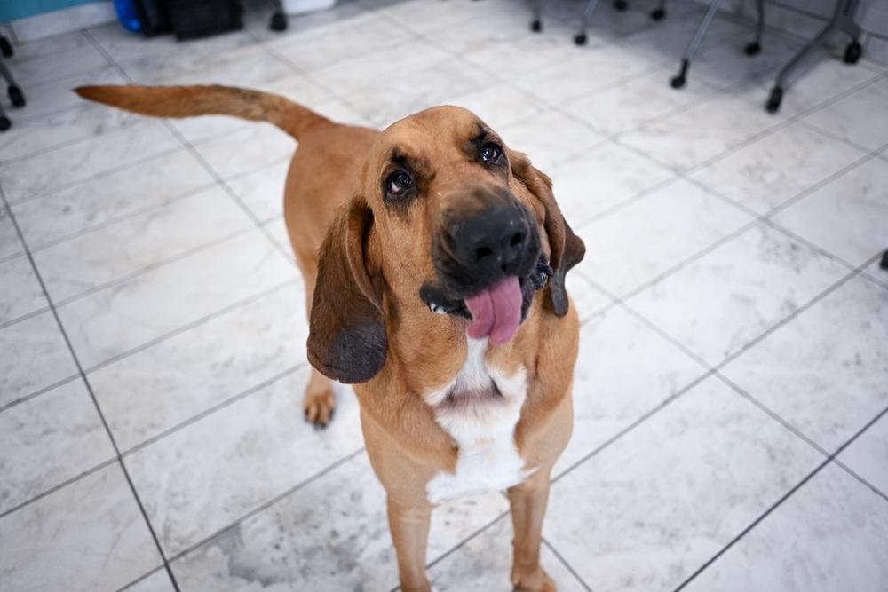 Bumper, a Adoptable mixed breed in Kalamazoo, MI image 6/6