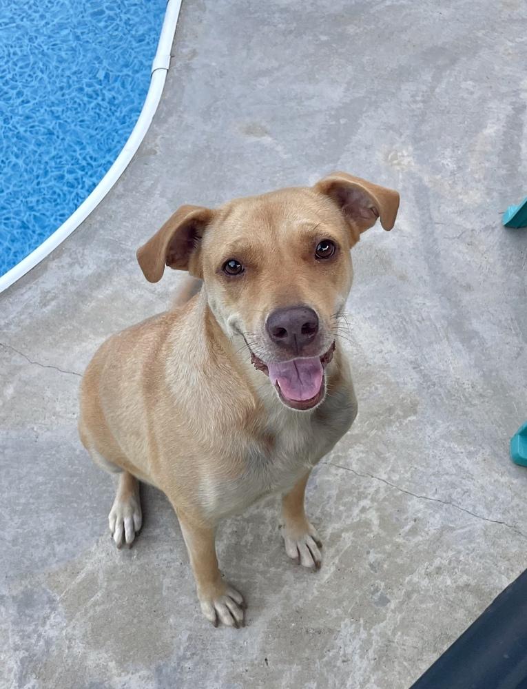 Miz Bizkit, a Adoptable mixed breed in Lancaster, PA image 1/6