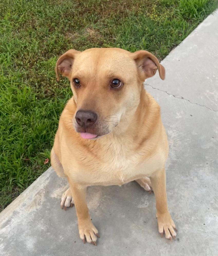 Miz Bizkit, a Adoptable mixed breed in Lancaster, PA image 3/6