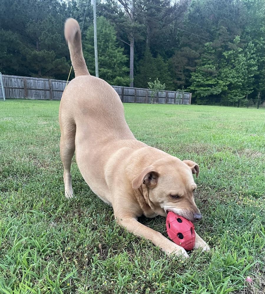 Miz Bizkit, a Adoptable mixed breed in Lancaster, PA image 4/6