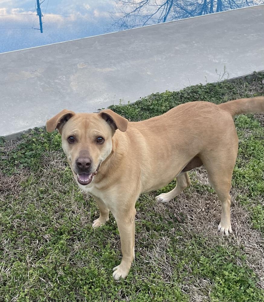 Miz Bizkit, a Adoptable mixed breed in Lancaster, PA image 5/6