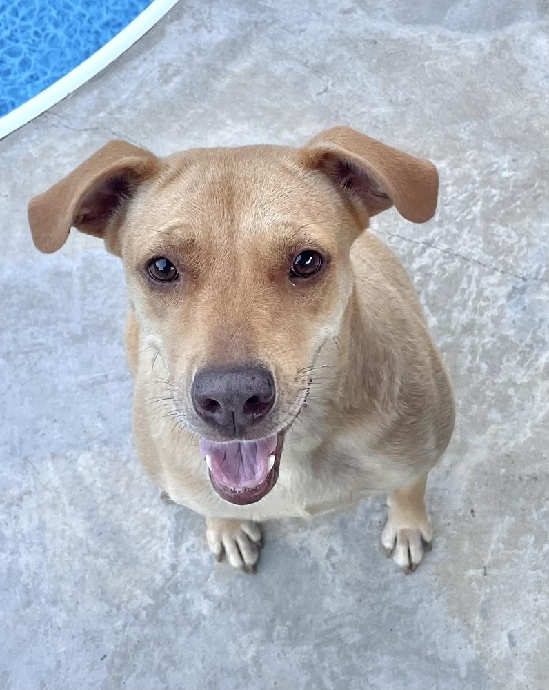 Miz Bizkit, a Adoptable mixed breed in Lancaster, PA image 6/6
