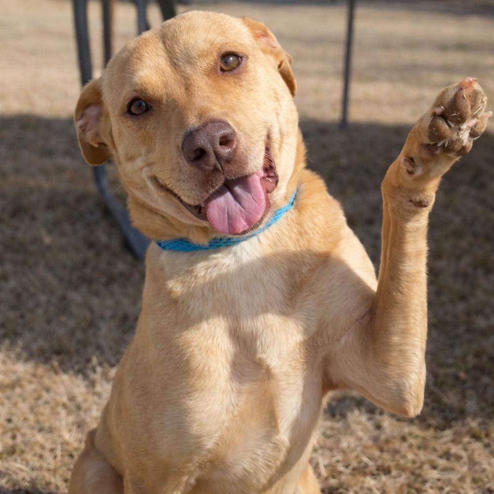 Miz Bizkit, a Adoptable mixed breed in Lancaster, PA image 2/6
